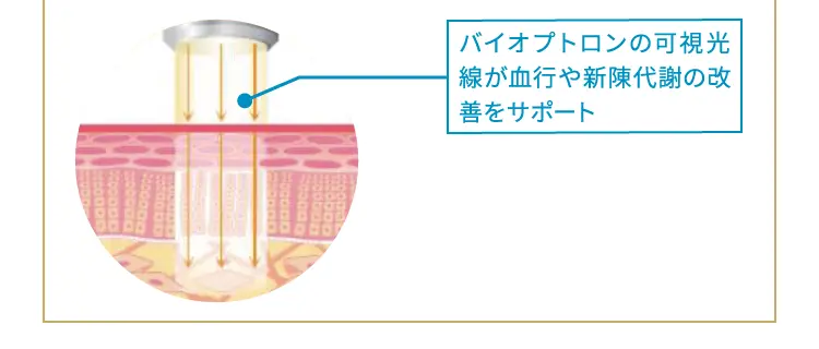 バイオプトロンの可視光線が結構や新陳代謝の改善をサポート