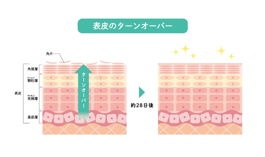 表皮のターンオーバー