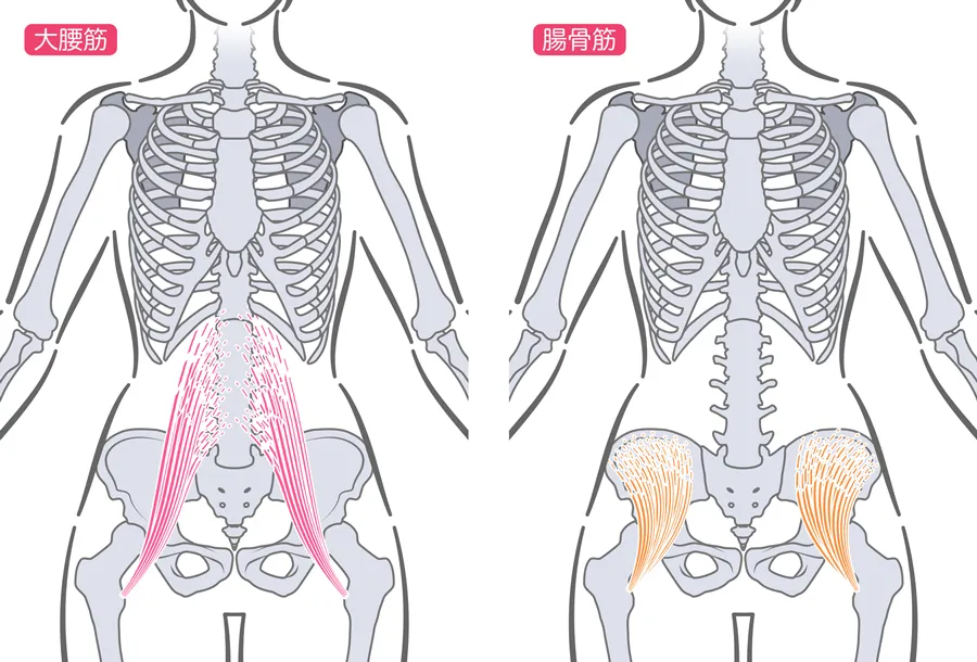 お腹:腹直筋、腸腰筋群