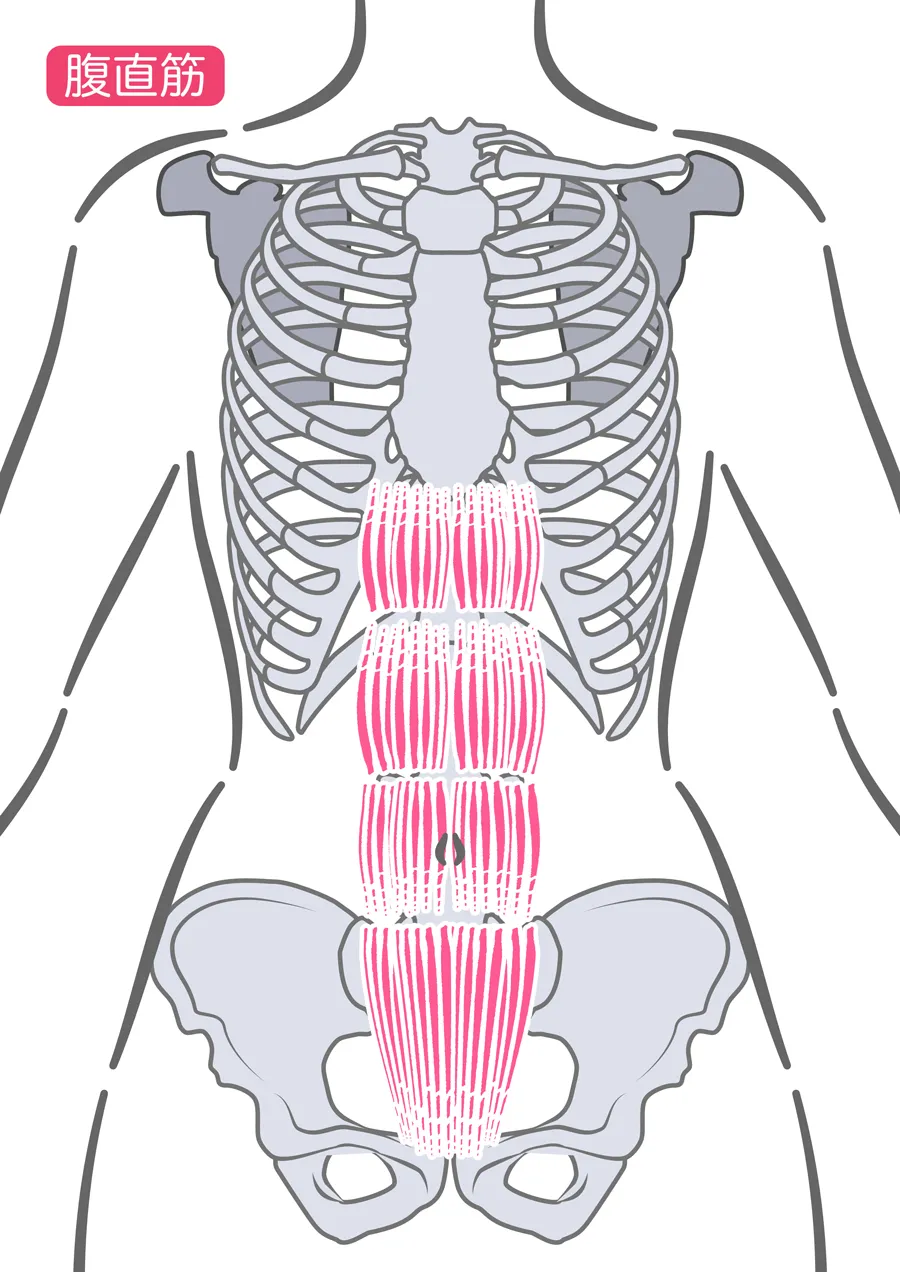 お腹:腹直筋、腸腰筋群