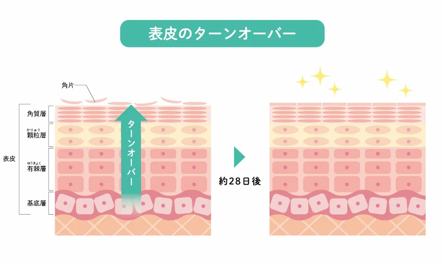表皮のターンオーバー