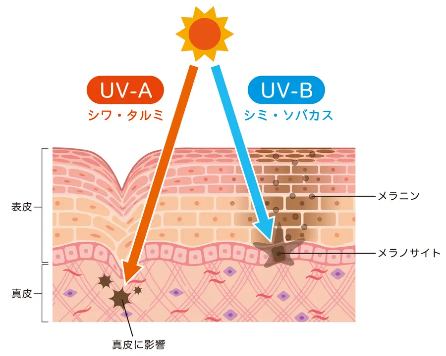 UV-A UV-Bの肌への影響について
