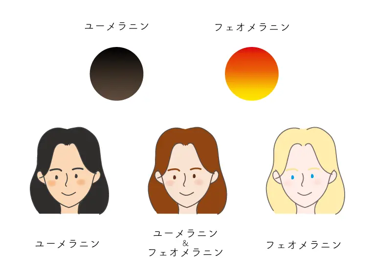 ユーメラニンとフェオメラニンの肌について