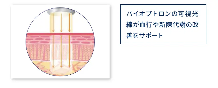 バイオプトロンの可視光線が血行や新陳代謝の改善をサポート